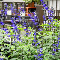 「さがみの仲良し小道」で紫色の花穂が美しい「メドーセージ」が！！