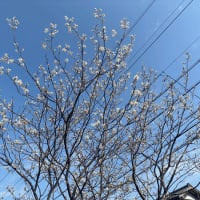 桜咲く春　新人