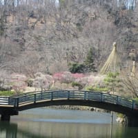 梅が満開の薬師池公園