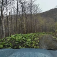 「煩悩林道2025」vol.7「磯谷幌別川線」