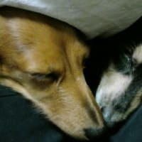 あけましておめでとうございます