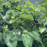 体調管理はまずまず