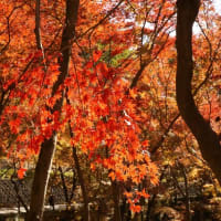 足利織姫神社もみじ谷撮影
