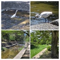 夙川沿いの紫陽花