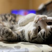 腰ピキッ！はだいぶ良くなりました。😅