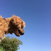 本日快晴なり～