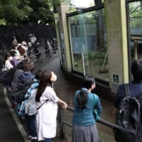 「中国側との協議なら手伝う」　和歌山県知事　パンダ再び呼び戻す考え　