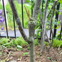 地植えバラのシュ―ト