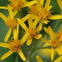 ハナガサギク 特定外来生物指定種 学名から解説 房総閑話