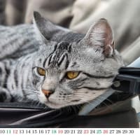 『カレンダー付き猫のイメージ写真』