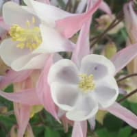 通りすがり花写メ〓４月19日22時00分〓