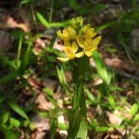 里山公園の季節の花
