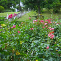 明治記念大磯邸園見学