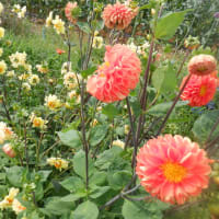 　昨日の我が家の花