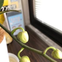 胡蝶蘭二世