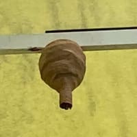 蜂の巣撃破