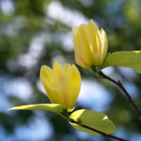 キンジュモクレン(金寿木蓮)の花