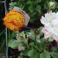 ラナンキュラスラックス（開花）