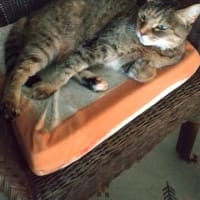 ニャンズは