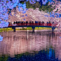 青森・北海道の撮影旅行その６　（弘前城の桜・４月２５日ライトアップ）