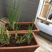 植え替えてみる！