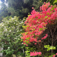 花は心を癒してくれる
