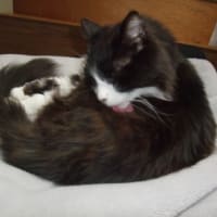 猫と遊び
