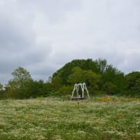 しゅうへい 昭和記念公園デビュー～＾＾