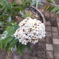 ブッドレア：シルバーアニバーサリー　ボール状に花を咲かせ