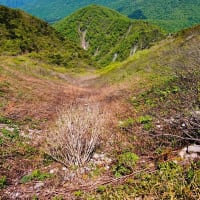 新緑の大山さんへ　最終回　5月10日登山分