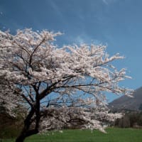 福島桜巡り　磐梯山牧場の桜並木　ラスト
