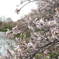 🐳⁴　  ショパン弾き・・・　ノクターンの桜　　旅とは歩くこと　　春雨のバーボン　　歴史の原理と再発見