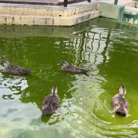 「相武台GP」の雨水池では「カルガモ」の雛が大きく成長す！！