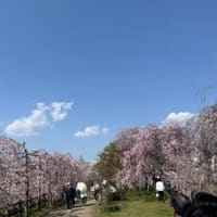 女３人、桜旅　in　福島♪