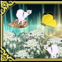 ヒンニョウ・・・ジンゾウ・・・アンモンニャ