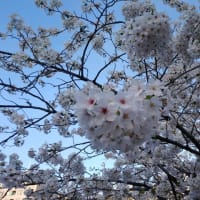 桜、さくら、サクラ