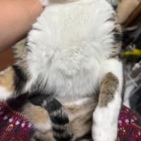 かわいい　たまやん。