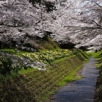 桜と水仙