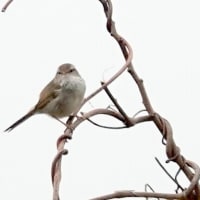 04/20探鳥記録写真：はまゆう公園の鳥たち（ウグイス、ホオジロ、カワラヒワ、）