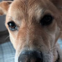 僕　番犬ラッキーです