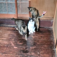 なんだなんだ