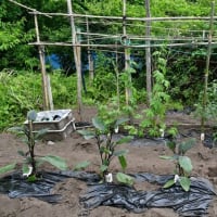 梅雨が近づく　ジャガイモの収穫　2024/05/21（鹿児島）　