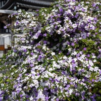馥郁たるニオイバンマツリ【長谷寺】新緑が眩しい境内に漂う香り