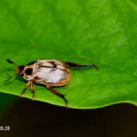 セマダラコガネ