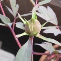 八千代椿日記（7）