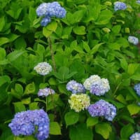 都市農業センターの花実