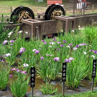 しょうぶ沼公園