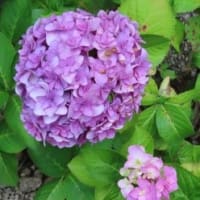 墓参り　６月