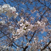 桜も咲きました