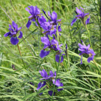 お隣のジャガイモの花が咲いたので